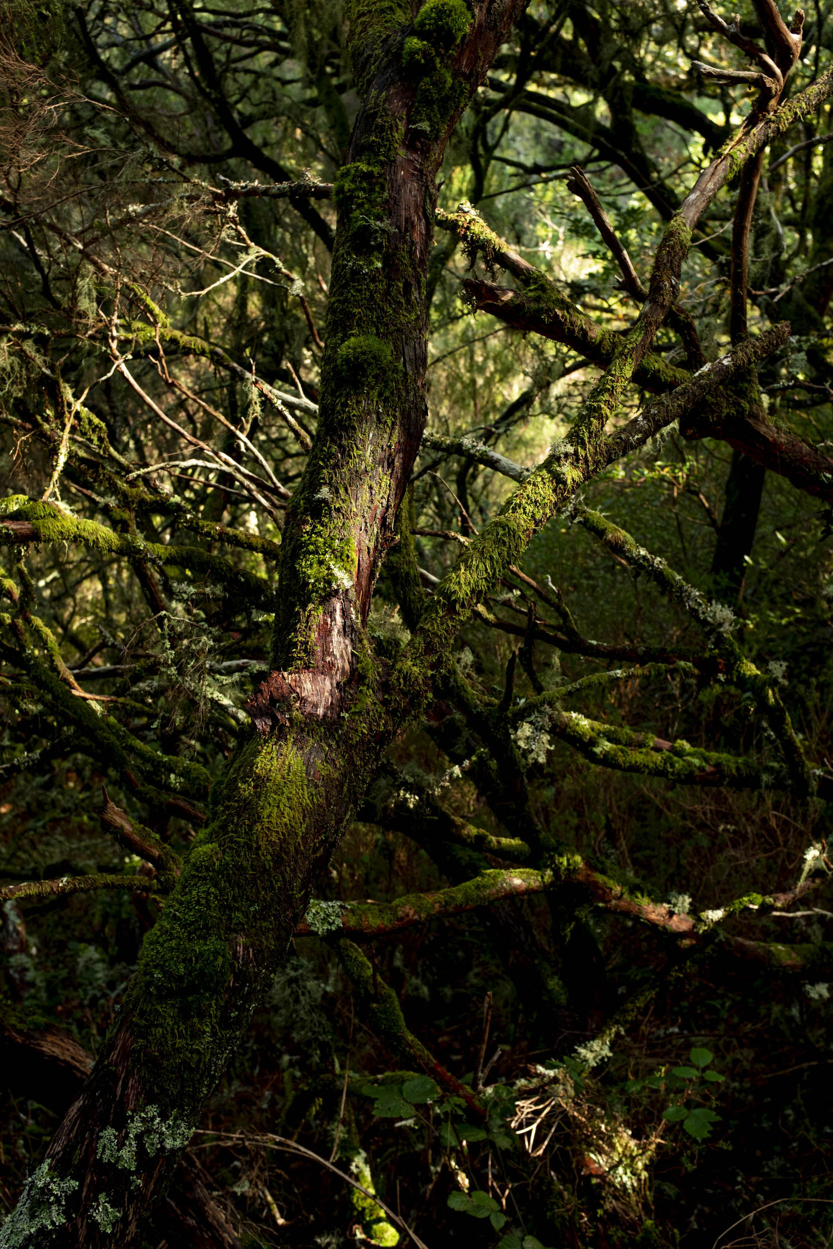 Jonas Nefzger Photography