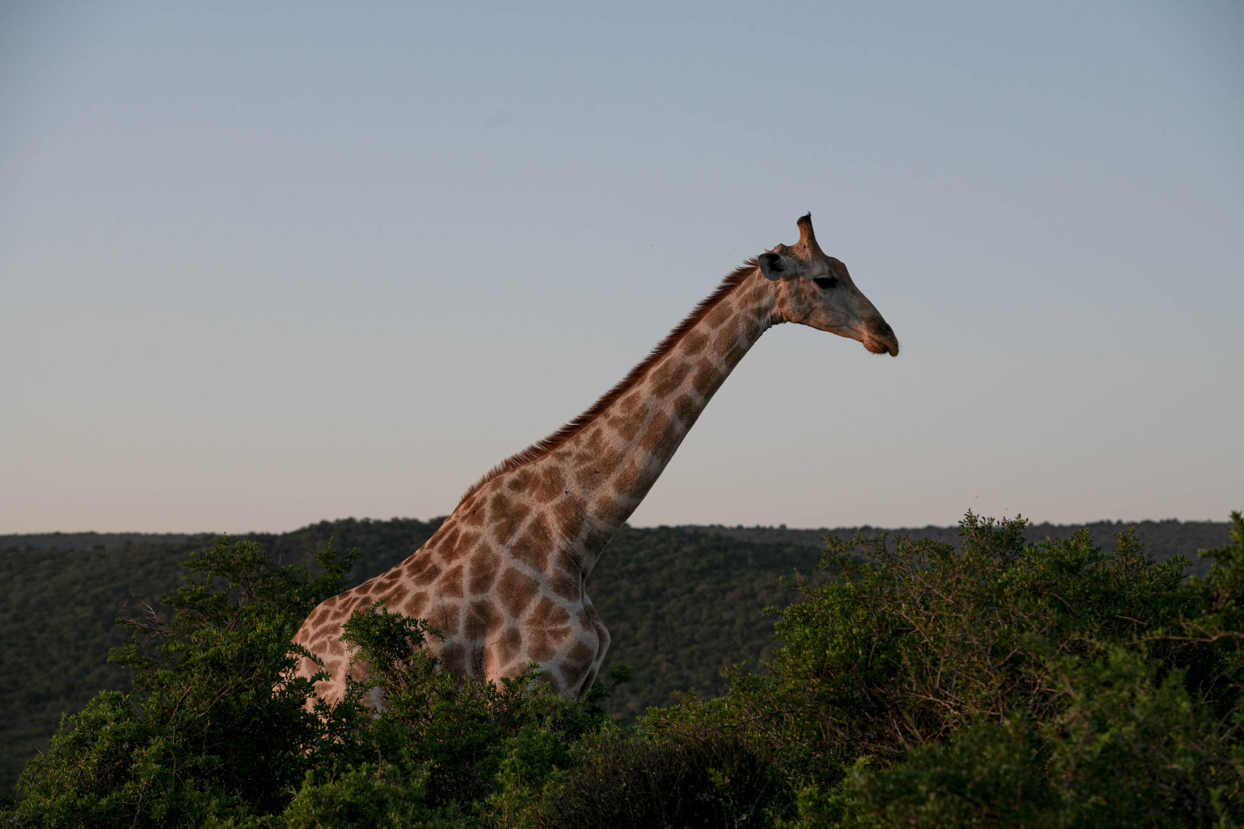 Jonas Nefzger Photography