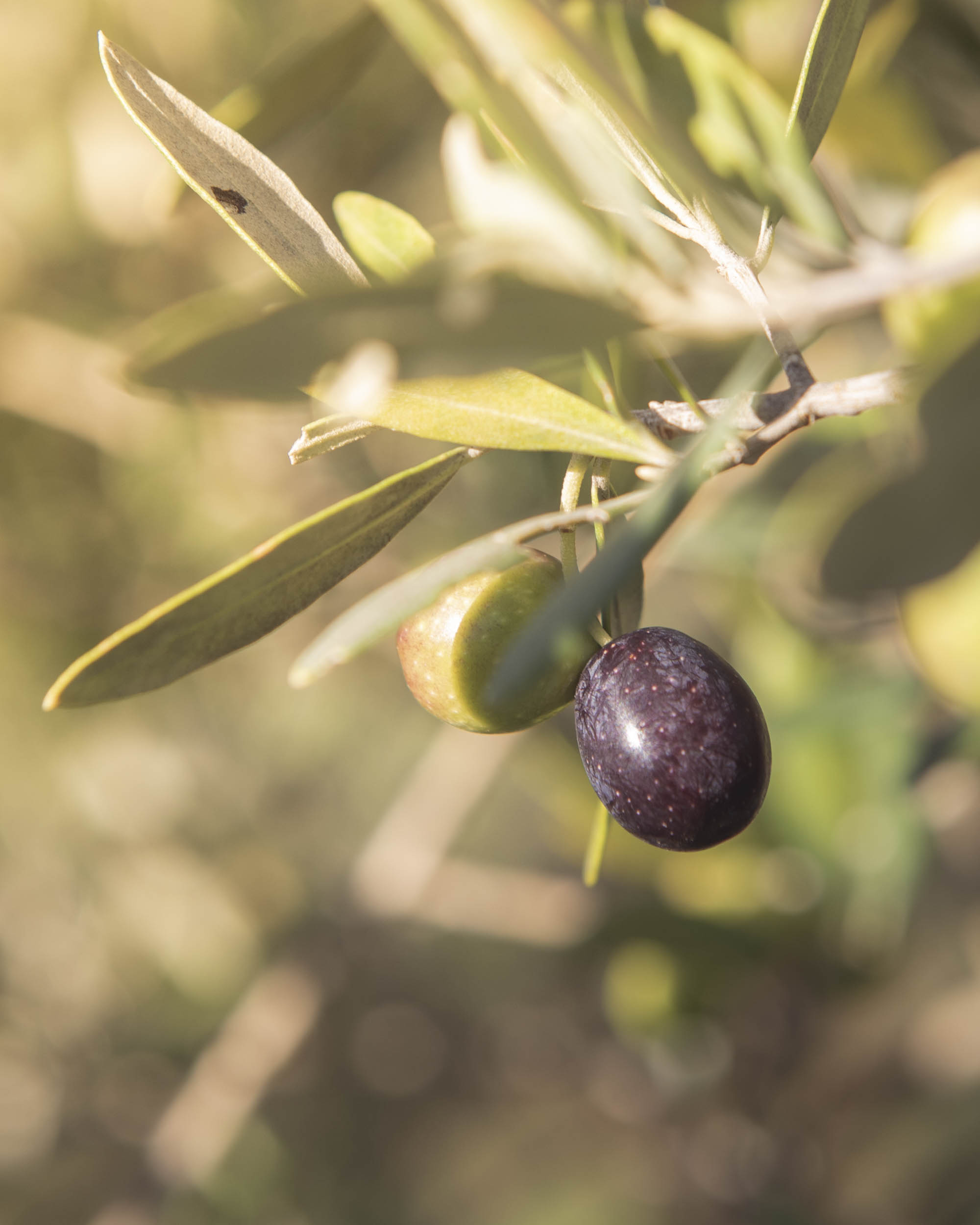 Jonas Nefzger Photography