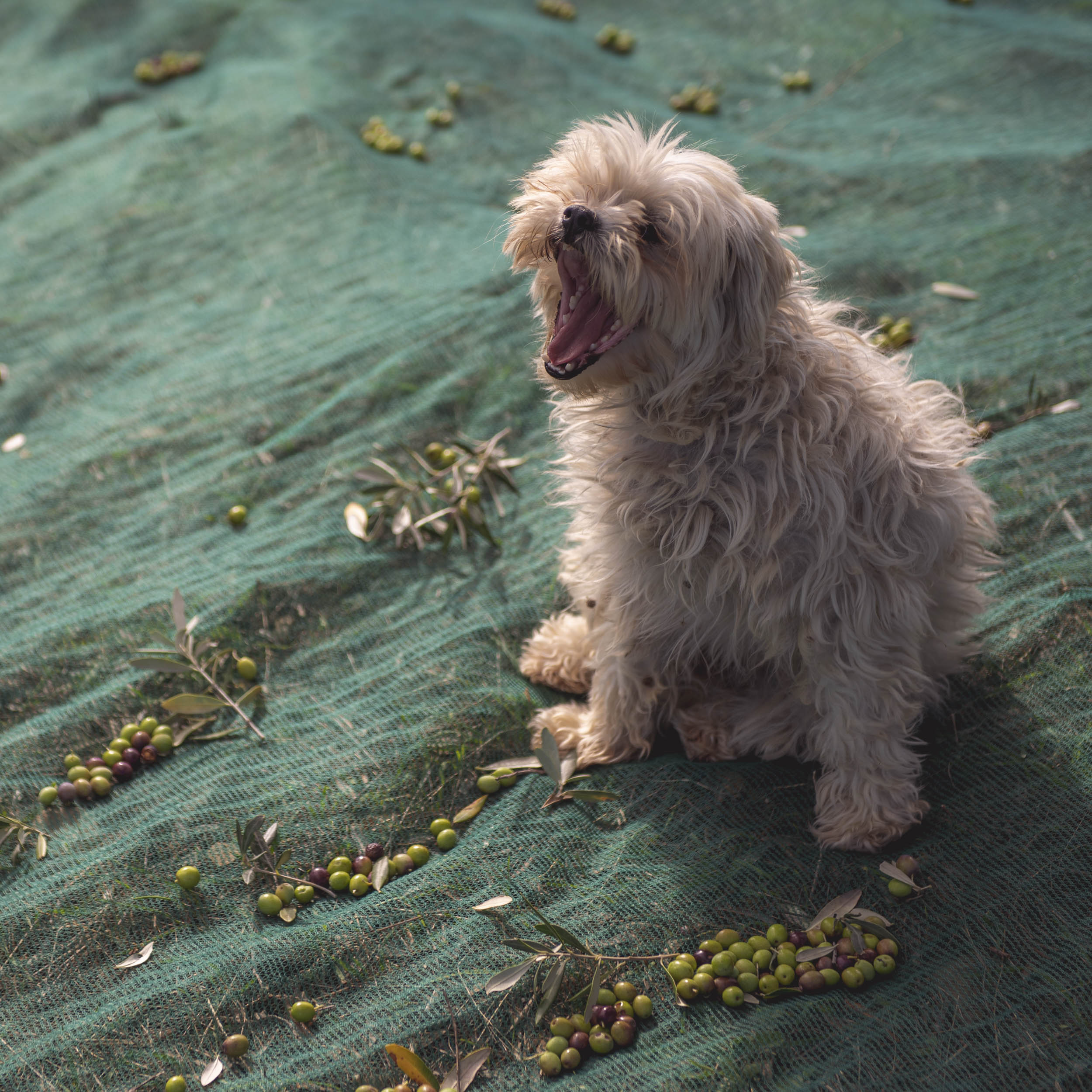 Jonas Nefzger Photography