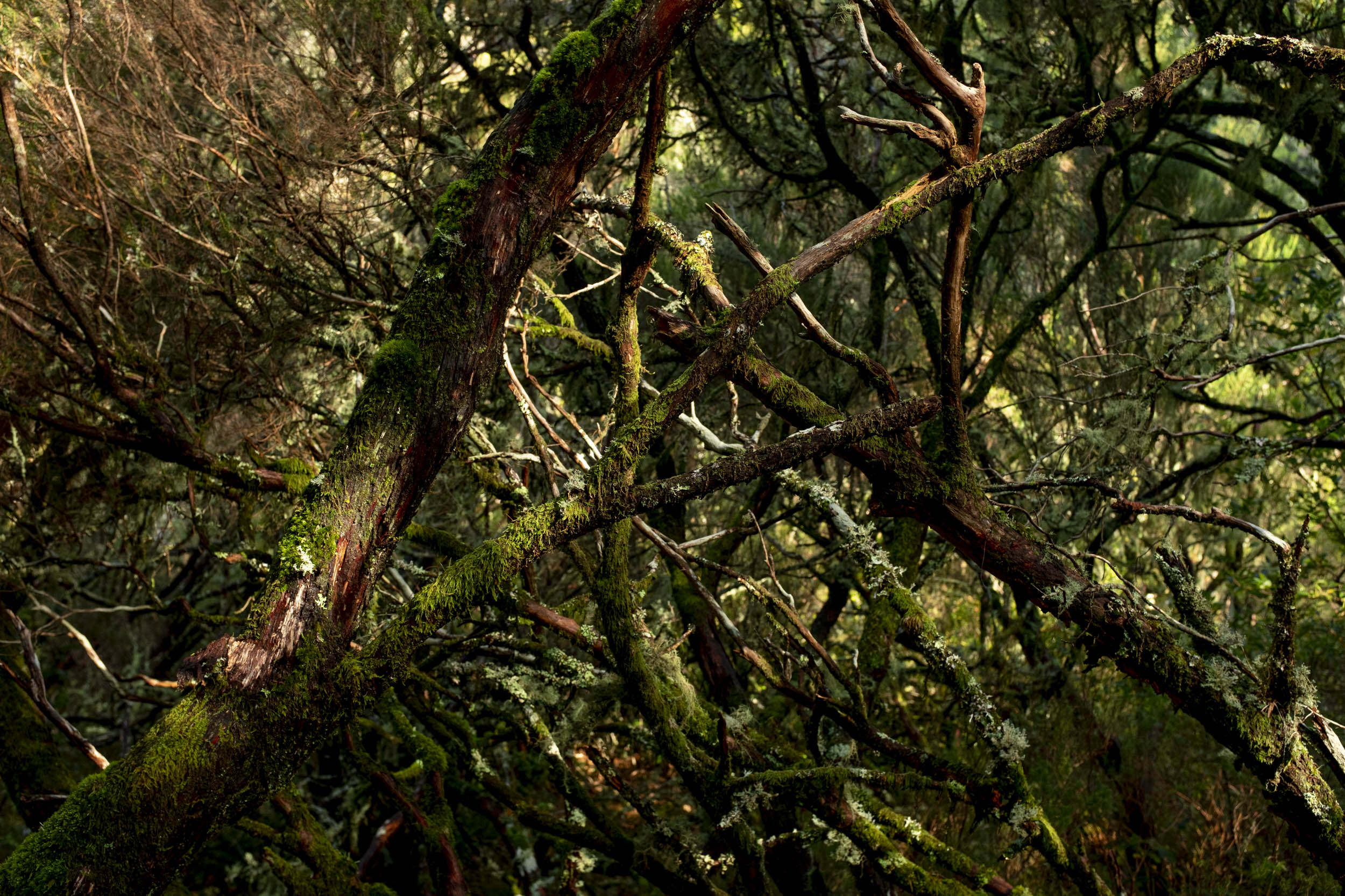 Jonas Nefzger Photography