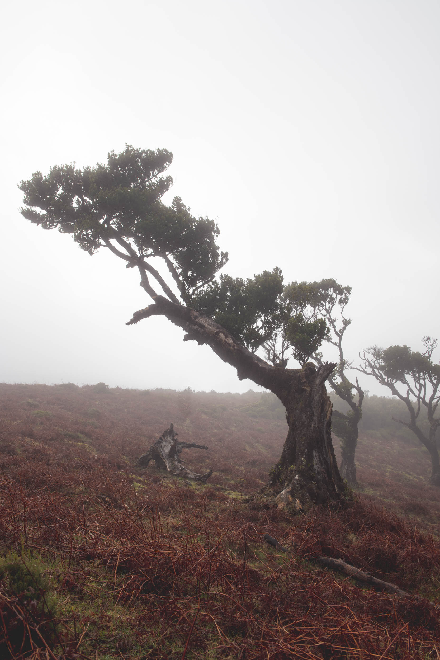 Jonas Nefzger Photography