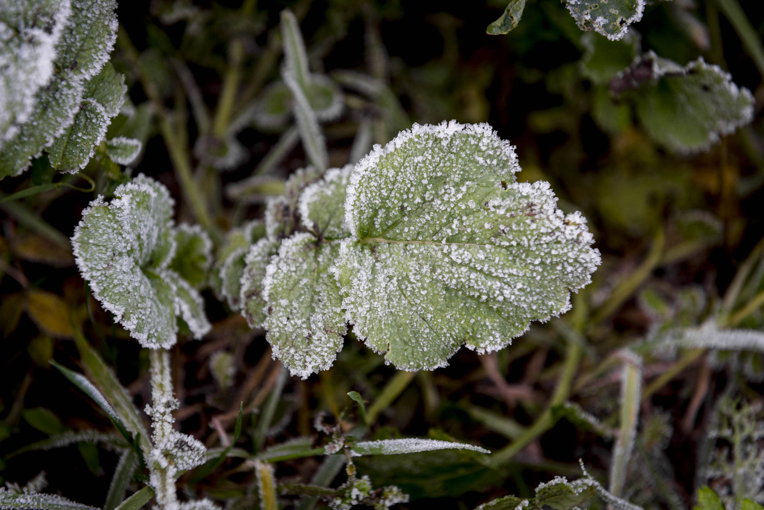 Jonas Nefzger Photography