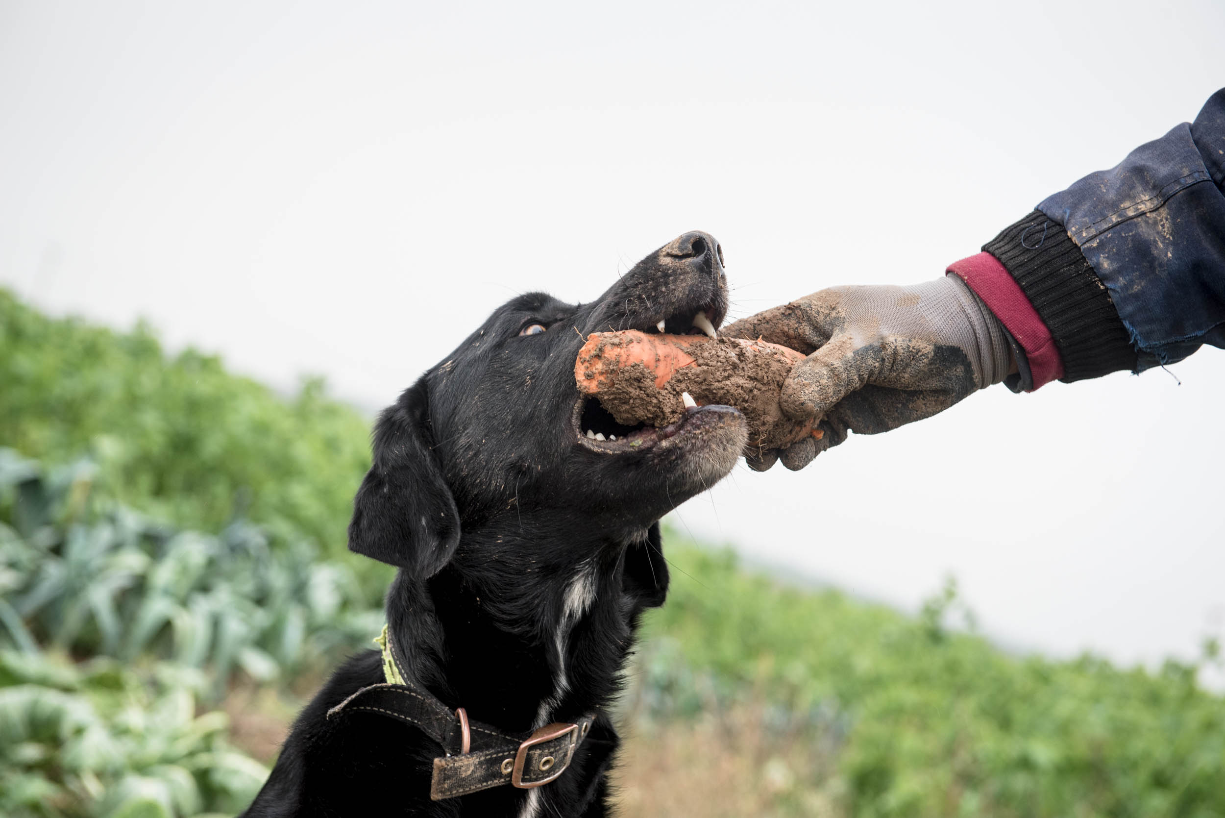 Jonas Nefzger Photography