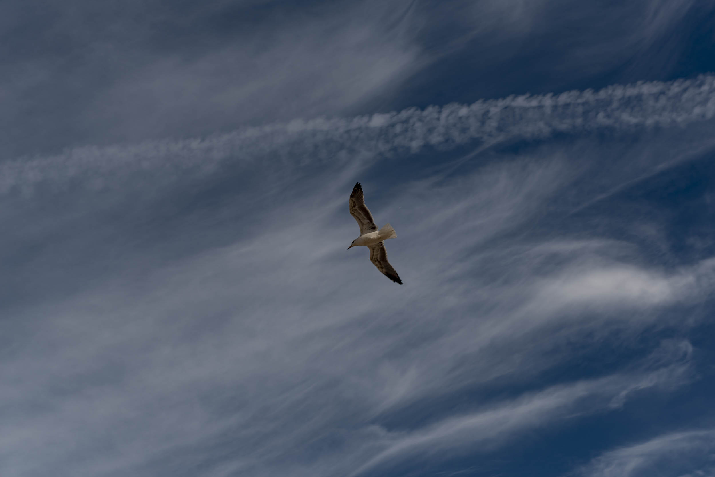 Jonas Nefzger Photography