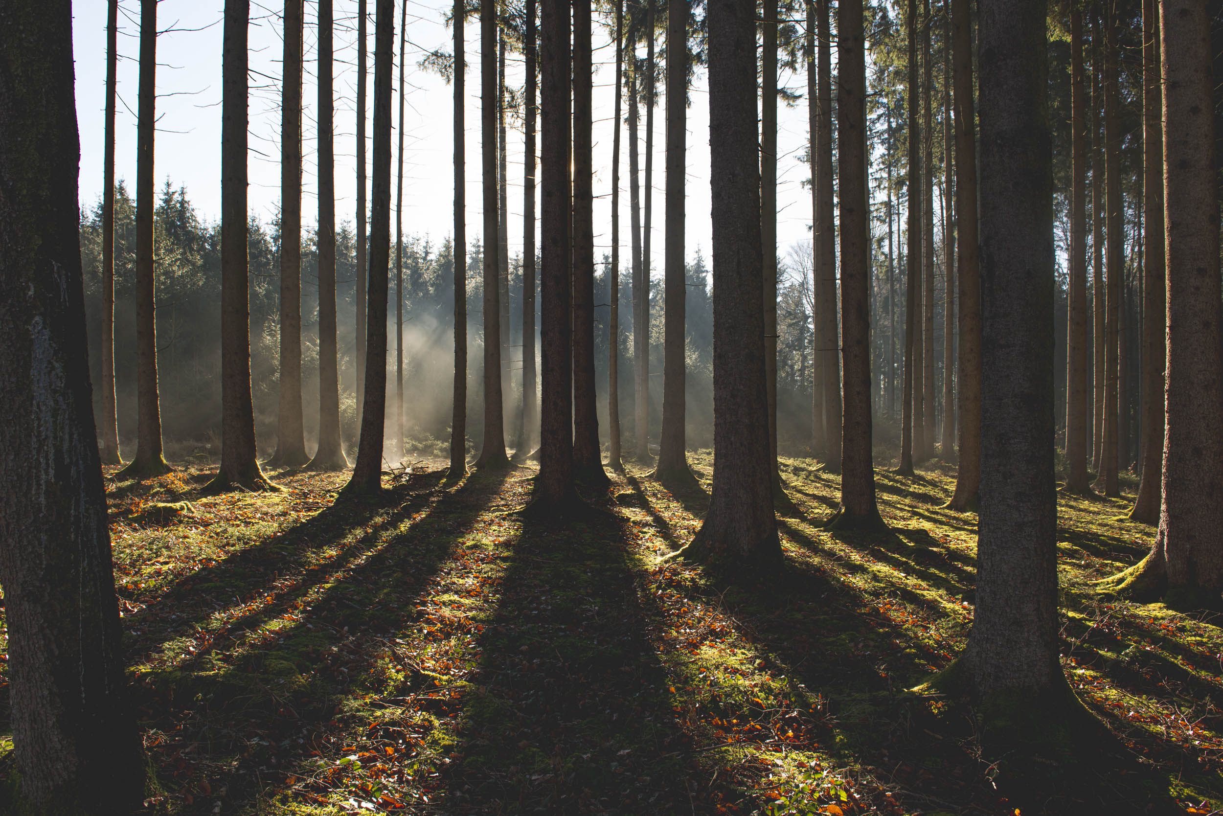 Jonas Nefzger Photography