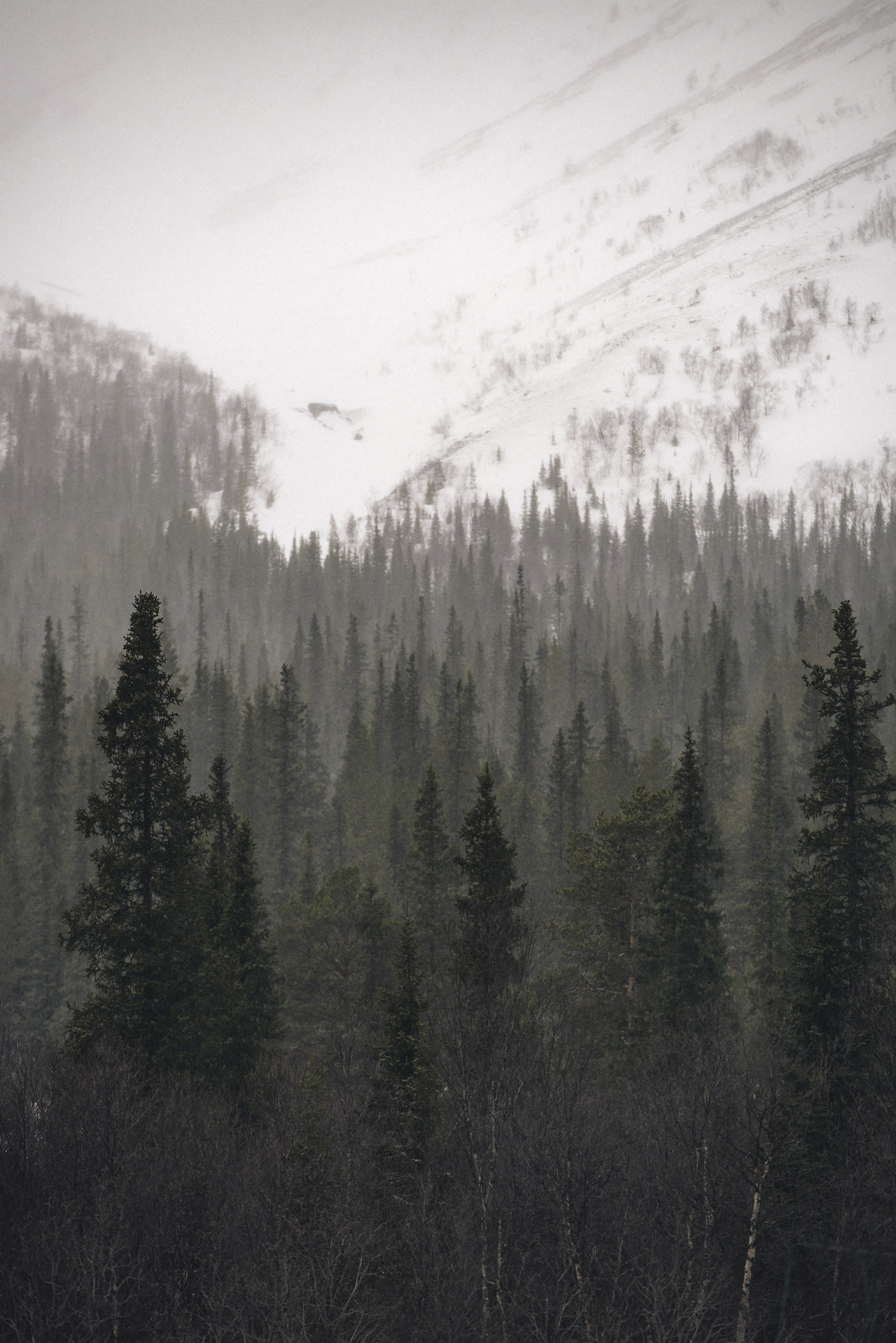 Jonas Nefzger Photography