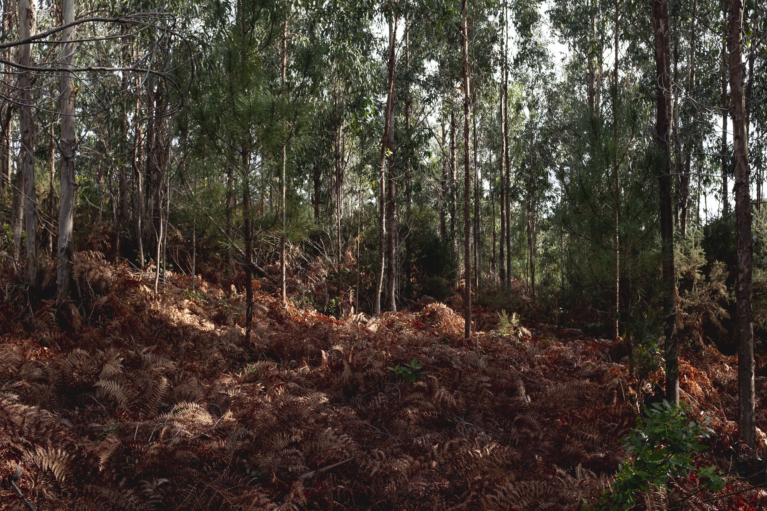 Jonas Nefzger Photography