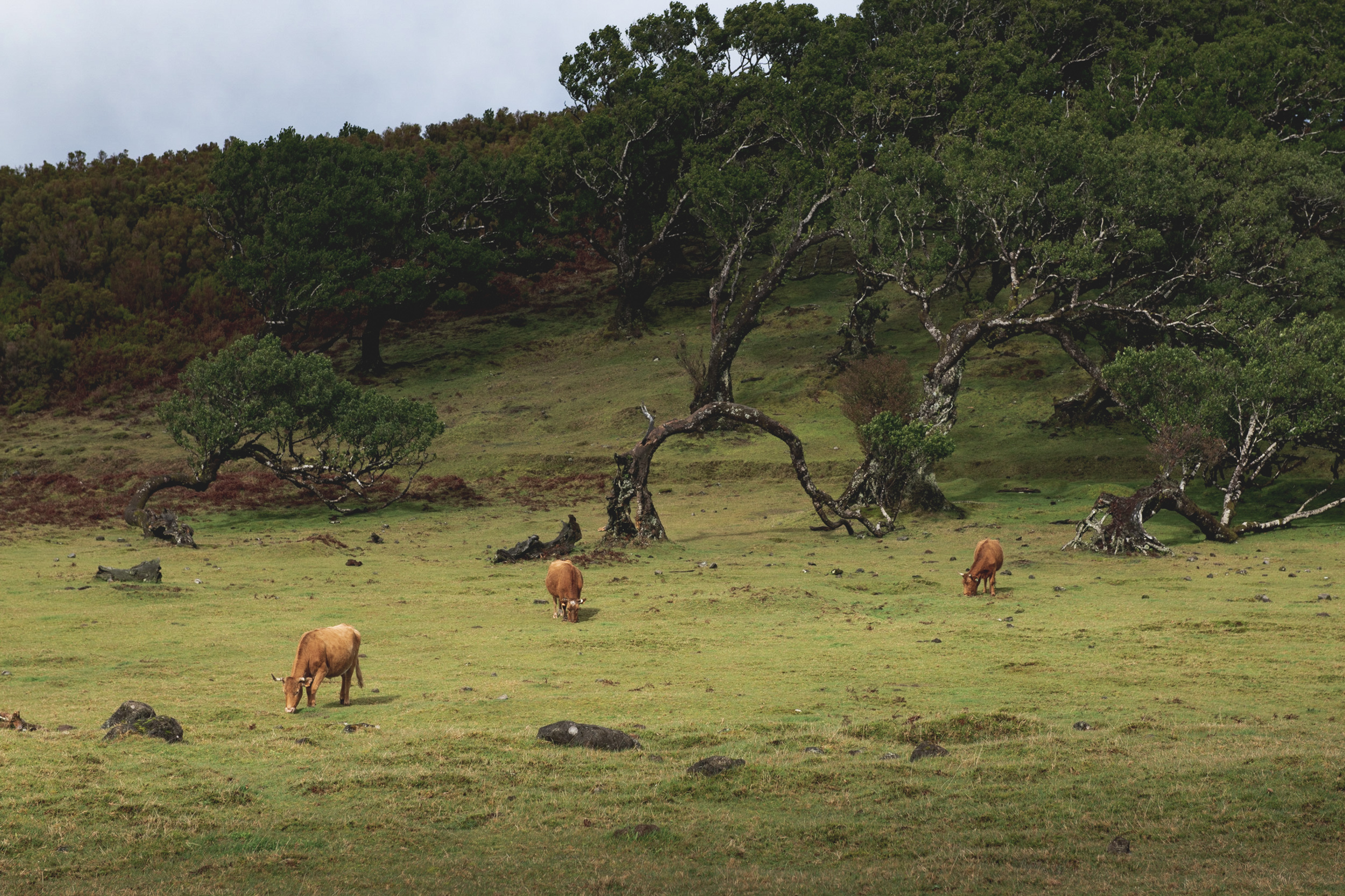 Jonas Nefzger Photography