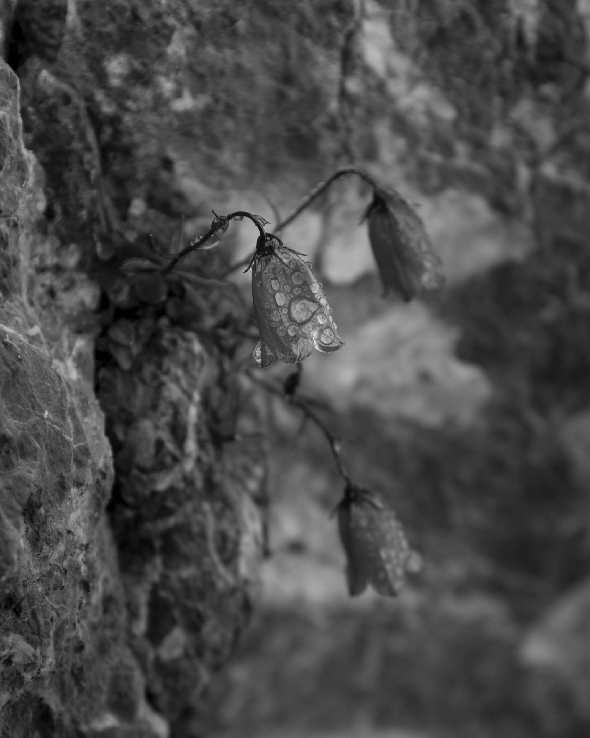 Jonas Nefzger Photography