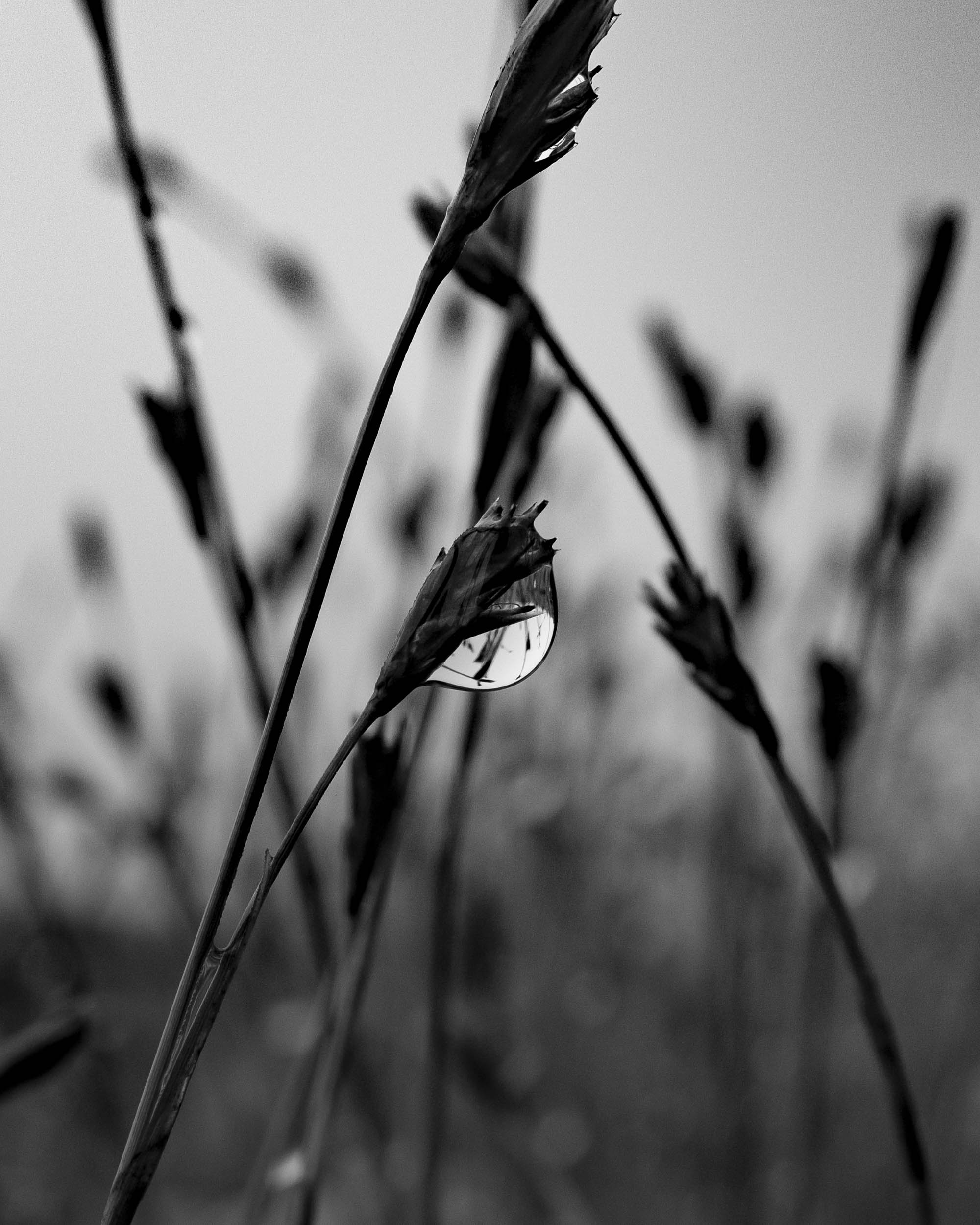 Jonas Nefzger Photography