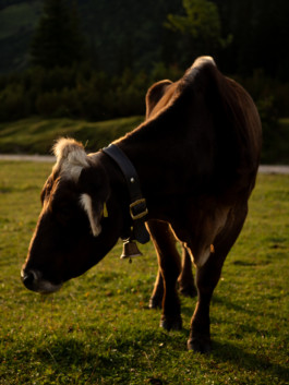 Jonas Nefzger Photography