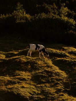 Jonas Nefzger Photography