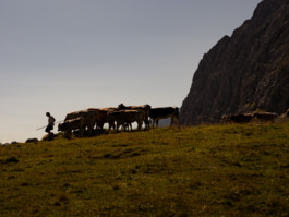 Jonas Nefzger Photography