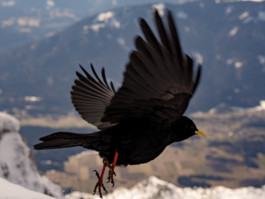 Jonas Nefzger Photography