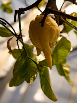 Jonas Nefzger Photography