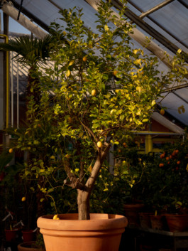 Jonas Nefzger Photography