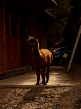 Jonas Nefzger Photography