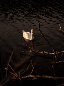 Jonas Nefzger Photography