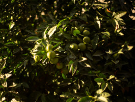 Jonas Nefzger Photography