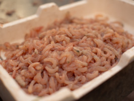 Jonas Nefzger Photography