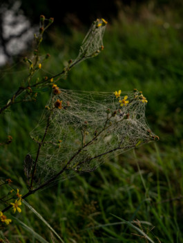 Jonas Nefzger Photography