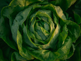 Jonas Nefzger Photography