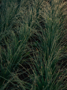 Jonas Nefzger Photography