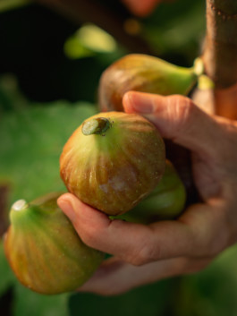 Jonas Nefzger Photography