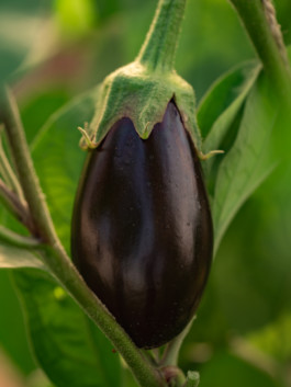 Jonas Nefzger Photography