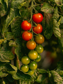 Jonas Nefzger Photography