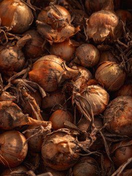 Jonas Nefzger Photography