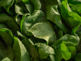 Jonas Nefzger Photography