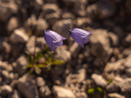 Jonas Nefzger Photography