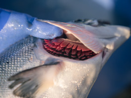 Jonas Nefzger Photography