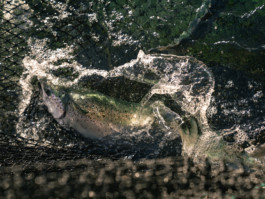 Jonas Nefzger Photography