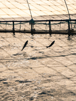 Jonas Nefzger Photography