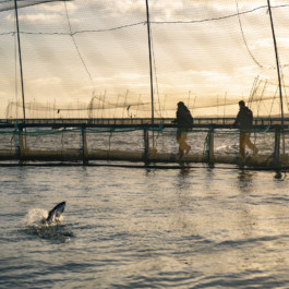 Jonas Nefzger Photography