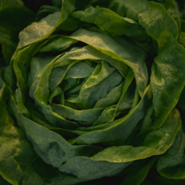 Jonas Nefzger Photography